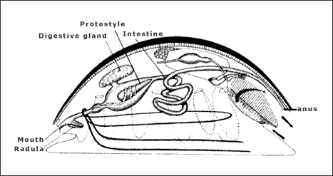 Digestive system of a generalized mollusk