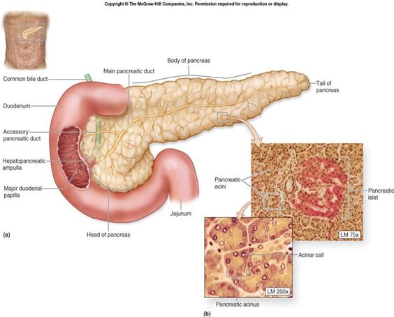 digestive system anatomy and physiology1 | Bio Club