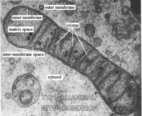 Electron microscope picture of a typical mitochondrion