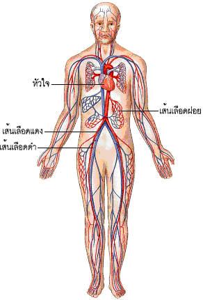 หลอดเลือด เวน