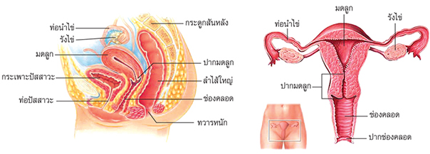 อวัยวะผู้หญิง