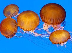 Sea nettles, Chrysaora quinquecirrha