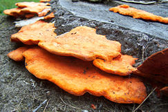 Orange parasitic fungus